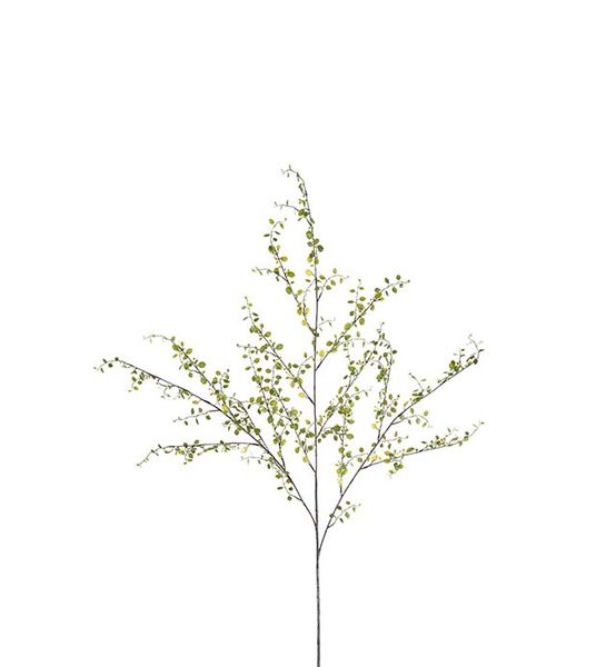 Hovedbilde Muehlenbeckia - Pletter i luften (grønn 100 cm)