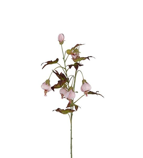 Hovedbilde Blomsterlønn (rosa 83 cm)