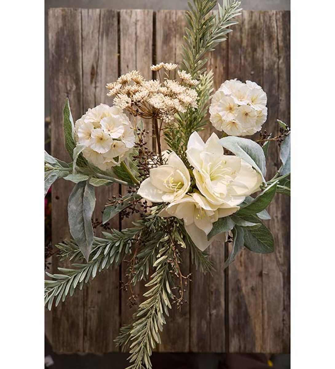Villgulrot (80 cm) krem